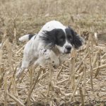 Toppen - högt över