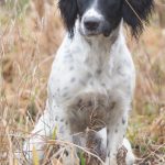 C S Grandiosa aka Tikka