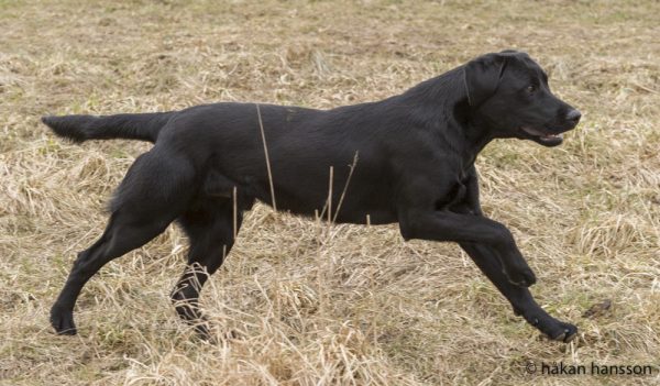 Perdix Gundogs Wild Colonial Boy