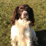 Helmsway Honourable Lad af Guns Choice