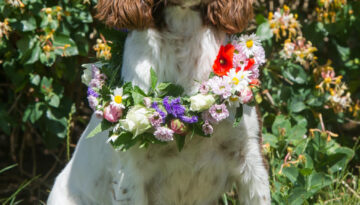 Emma midsommar