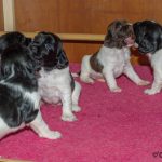 Full rulle hela tiden