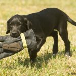 Stor vante liten hund