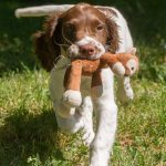 Tudor med bästa apporten