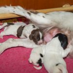 Mamma vilar benet