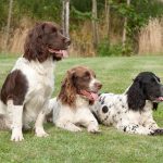 Browning, Bettinsoli & Beretta