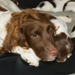 Jag gör som du mamma