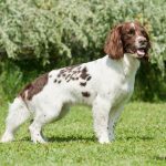 SFTCH Country Sports Arrietta