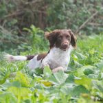 C S Il Divo aka Buddha