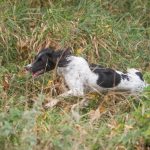 Danskan C S Grandiosa aka Tikka