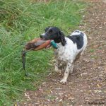 Tikka med märklig fasan