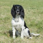 Country Sports Grouse