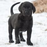 Den lille norrmannen