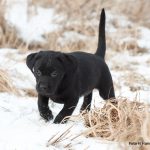 En av småstjärnorna