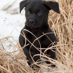 Full fart genom gräset