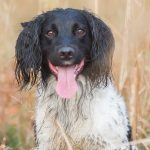 Snygga Totte - avkomma till Pärla & Pepper