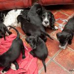 Tålamodet själv - Boy!