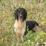 UniQ - Underbara hund