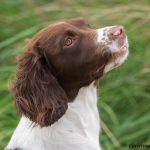 C S Tullamore Dew aka Zita