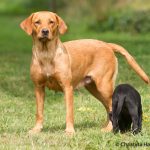 C S Flamma, stolt mamma