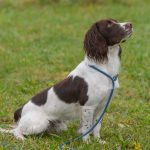 C S Kilbeggan aka Harry