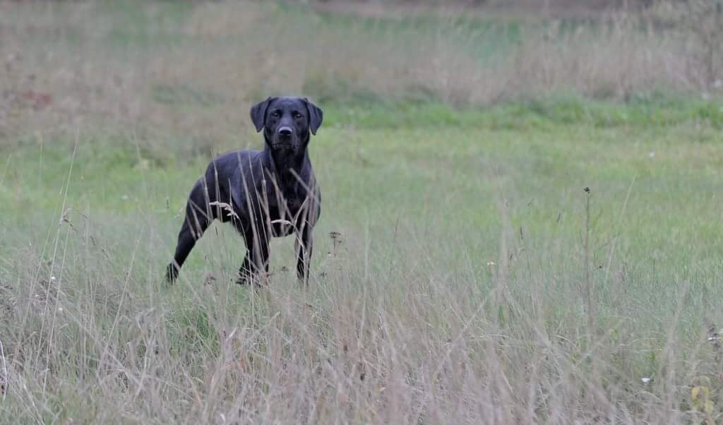 Glenbriar Play of Perdix Gundogs