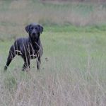 Glenbriar Play of Perdix Gundogs