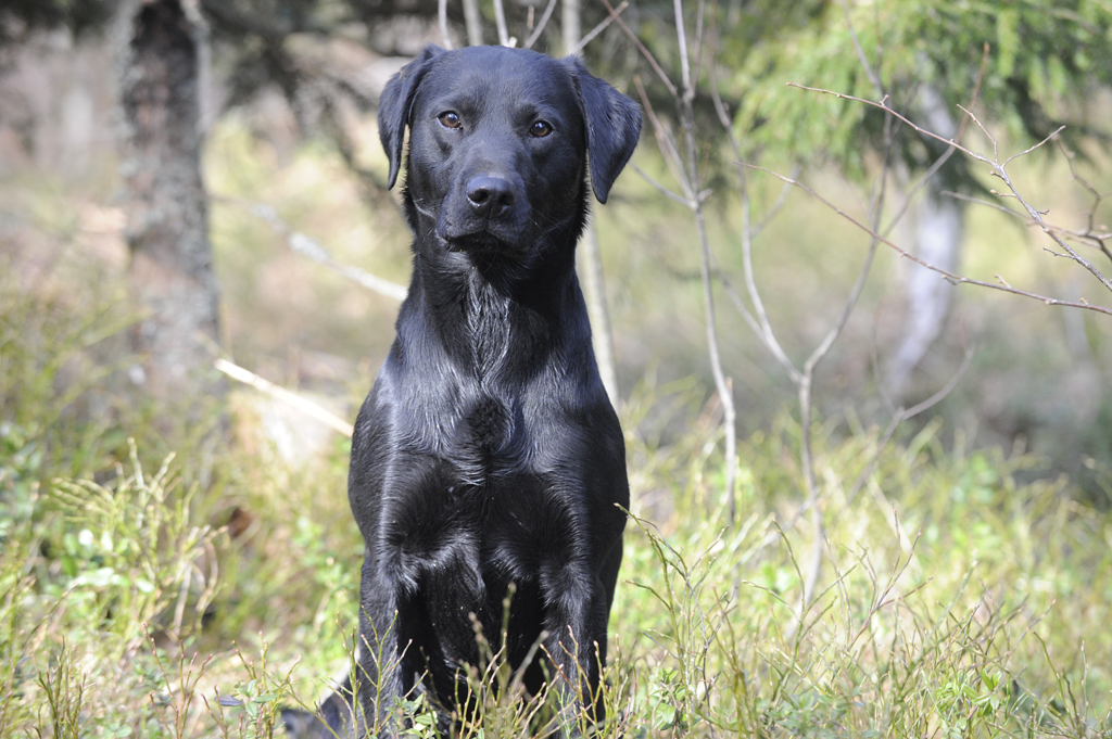 Glenbriar Play of Perdix Gundogs