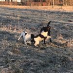 Abby & Silva med Vild