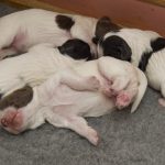 Etta - Kelly valparna 1 vecka