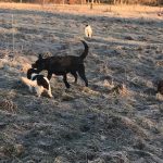 Modiga Abby 8 månader med Vild