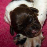 Skönt att vila på mammas tass