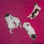 Tre bjässar och en lillebror