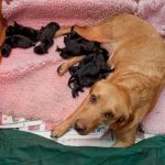 Marys valpar nyfödda