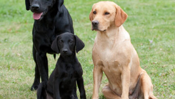 Pappa Rocky, mamma Mary och lilla Black Pearl aka Micro