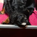 Vit haka och vitt bröst liksom pappa