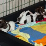 Zita valpar 5 veckor