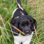 Country Sports Cardhu