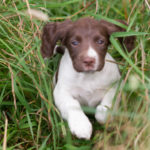 Country Sports Macduff