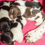 Game & Peppers valpar