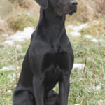 Vacker - C S Kaliber - aka Zack