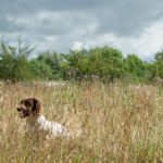 Boxer med husse