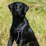 Perdix Gundogs Wild Colonial Boy - Vild