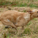 Vilja