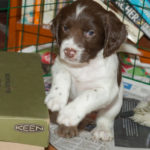 Balanskonst - står på bakbenen