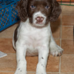 En av tikarna med hjärta i pannan