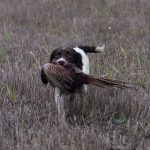 FTW C S Tullamore Dew