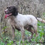 FTW Emerld Hero af Havredal