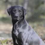 Glenbriar Play of Perdix Gundogs