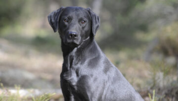 Glenbriar Play of Perdix Gundogs